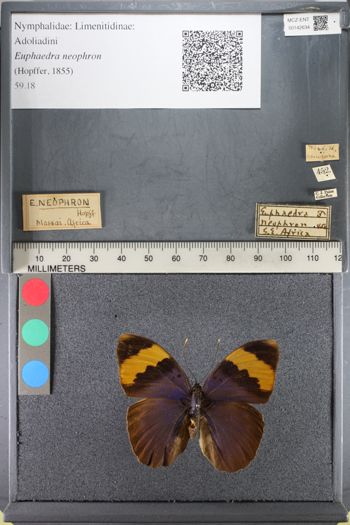 Media type: image;   Entomology 142634